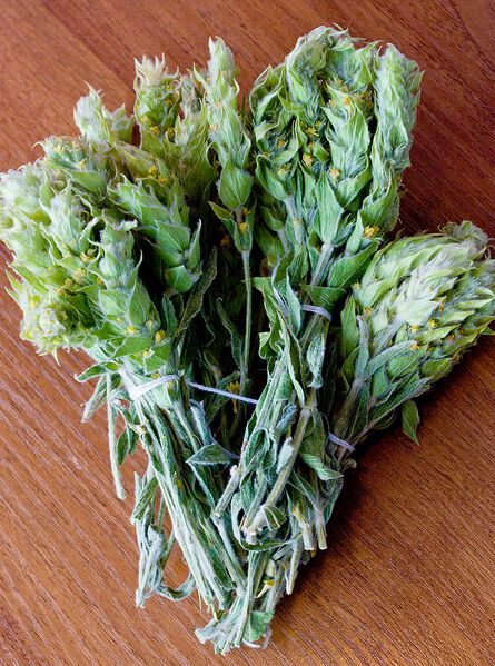 Datei:Sideritis scardica 4653.jpg