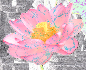 Lotus.png